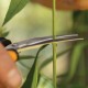 Kirpiklis žolelėms FISKARS Micro–Tip Solid SP160 8
